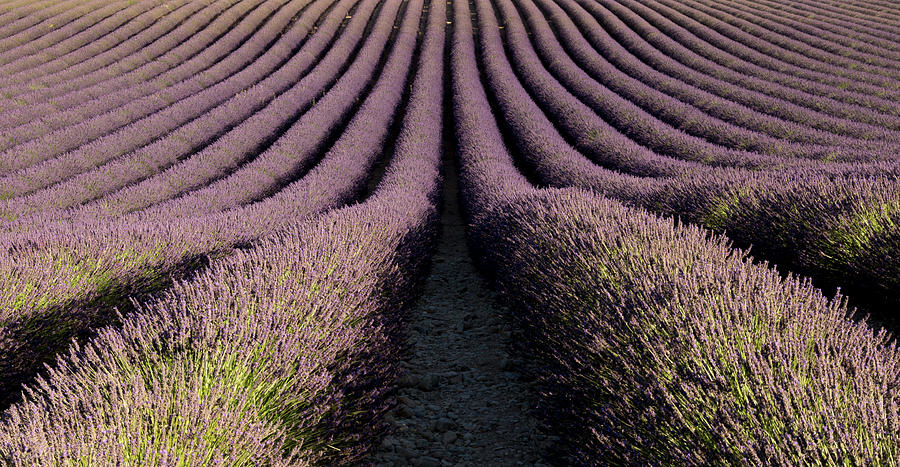 Lavender field in Provence Photograph by Pietro Ebner