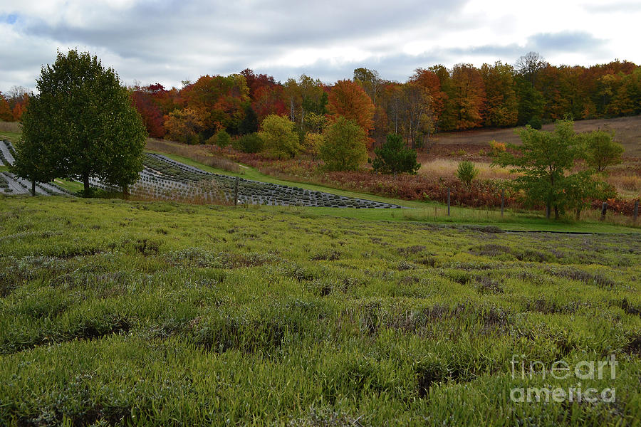 Lavender Field in the Fall  Photograph by Amy Lucid