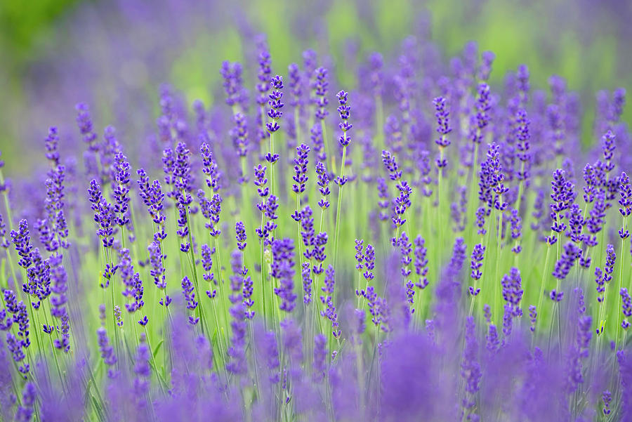 Lavender Field Photograph by Jenny Rainbow