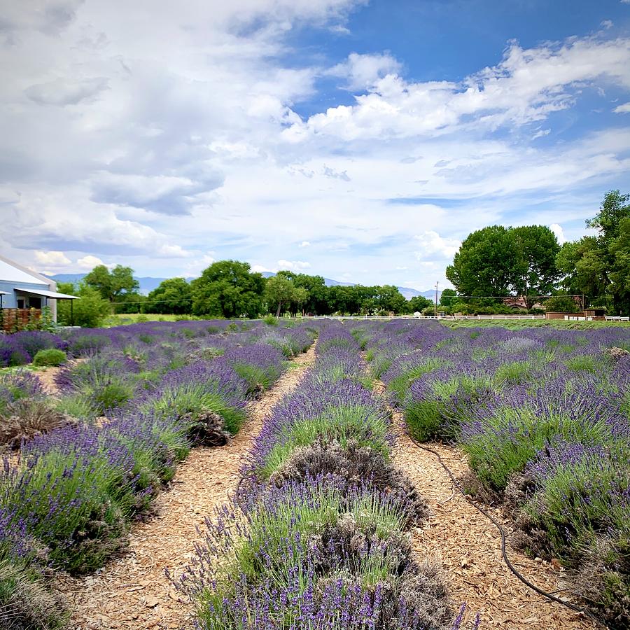 Lavender Field Los Ranchos de Albuquerque Photograph by Jeffrey Mark