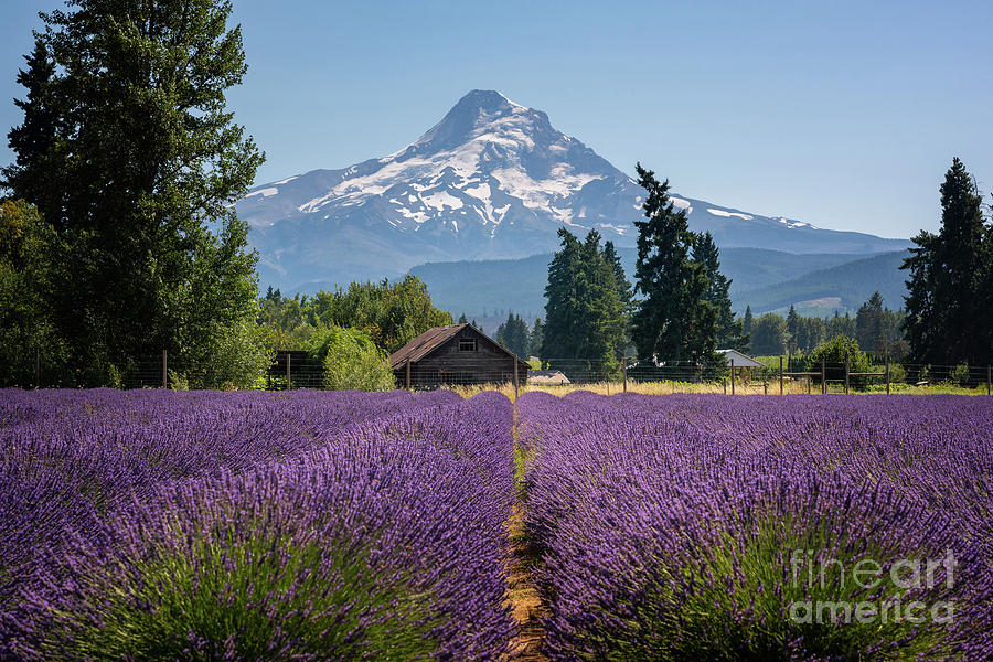 Lavender Field Of Dreams  Photograph by Michael Ver Sprill