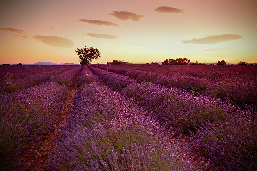 Sunset Photograph - lavender field - Provence by Jan Simek