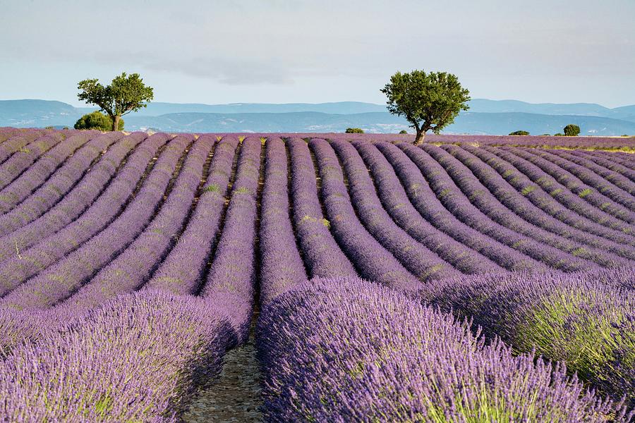 Lavender Field Photograph