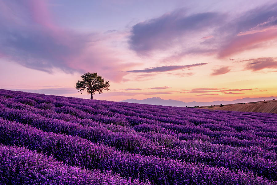 Lavender field with a Lonely Tree and a Mountain in the Background at Sunset Photograph by Alexios Ntounas