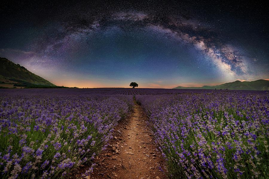 lavender field background