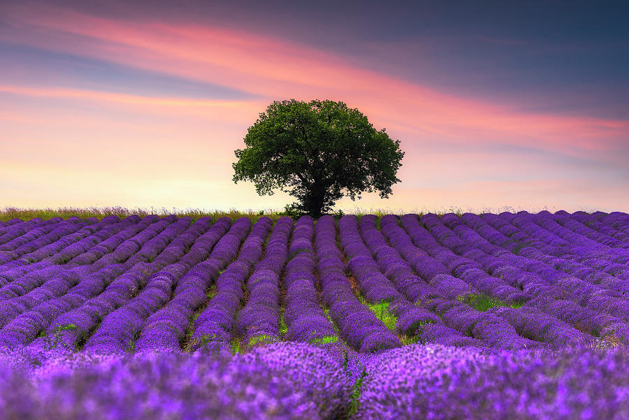 Lavender field with rows lines, beautiful landscape at sunset ...