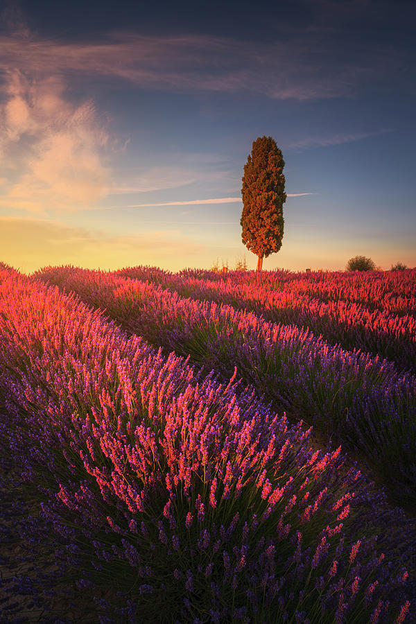Lavender fields and cypress tree at sunset. Tuscany Photograph by Stefano Orazzini