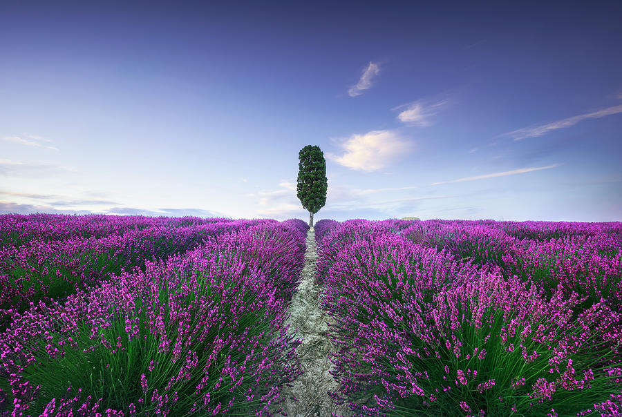 Lavender fields and cypress tree. Tuscany Photograph by Stefano Orazzini