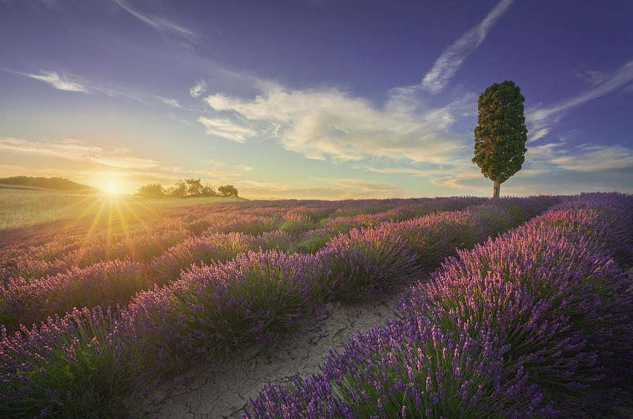 Lavender fields and tree at sunset. Tuscany Photograph by Stefano Orazzini