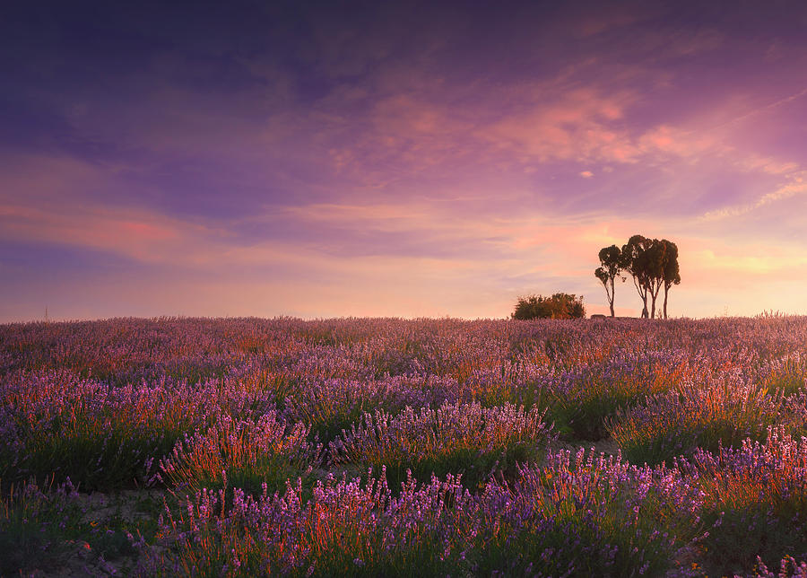 Lavender fields In Tuscany Photograph by Stefano Orazzini