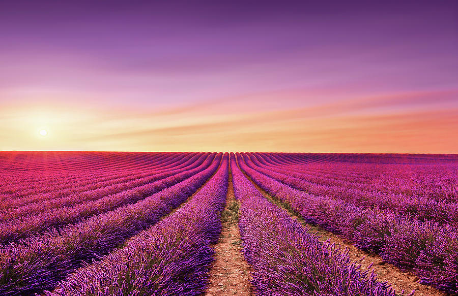 Lavender fields at sunset. Provence, France Photograph by Stefano Orazzini