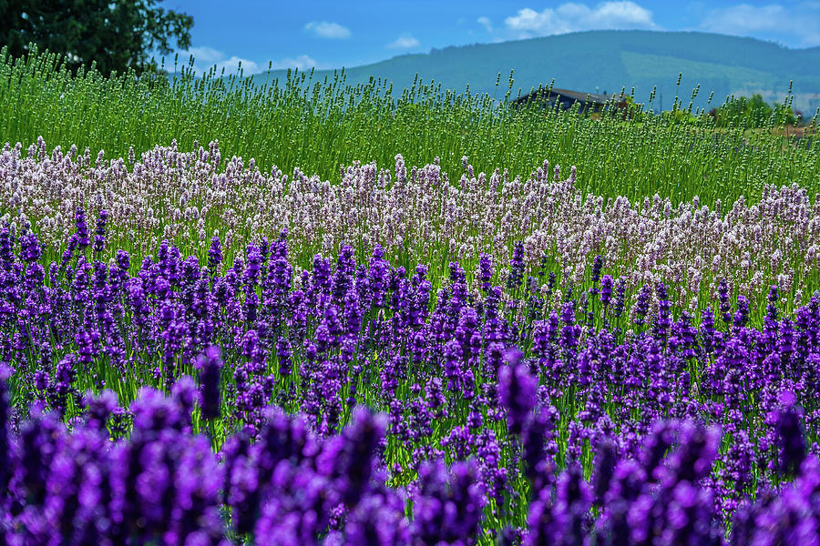 Lavender Fields Photograph by David Patterson