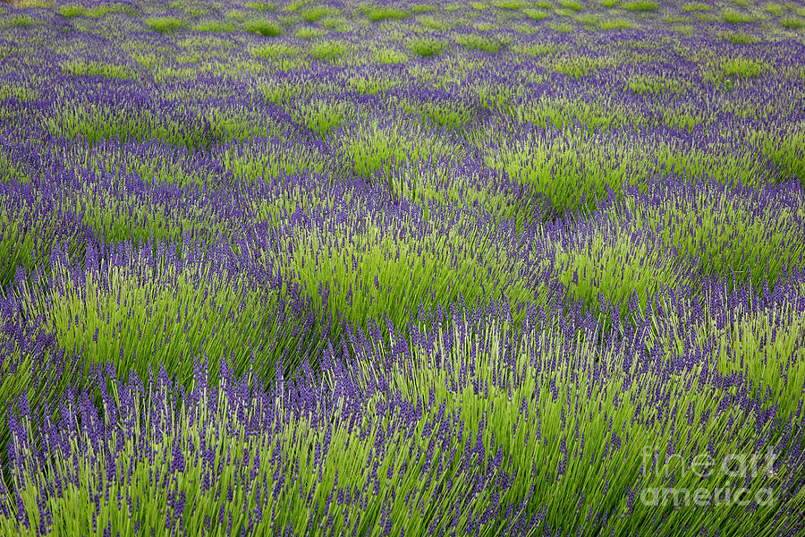 Lavender Fields Forever Photograph by Erin Marie Davis