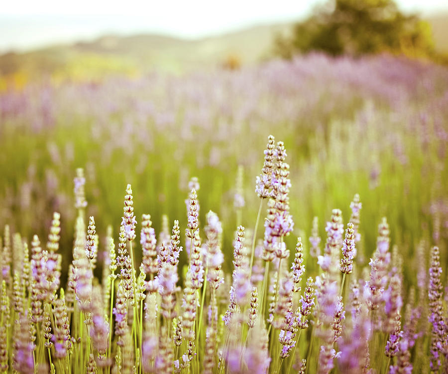 Lavender Fields Forever Photograph by Lupen Grainne