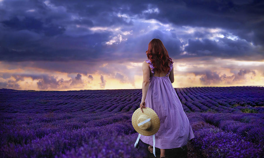 Lavender Fields Forever Digital Art by Marilyn MacCrakin