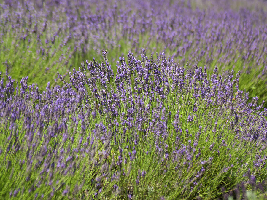 Lavender Fields Forever Photograph