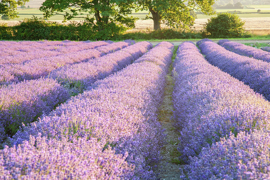 Lavender fields Photograph by Ian Middleton