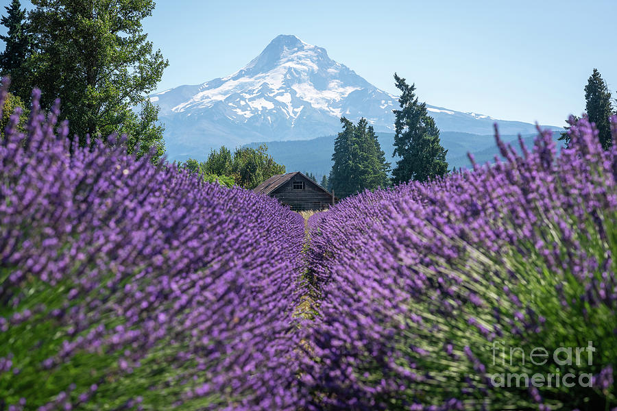 Lavender Fields Leading Towards Hood Mountain Photograph by Michael Ver Sprill