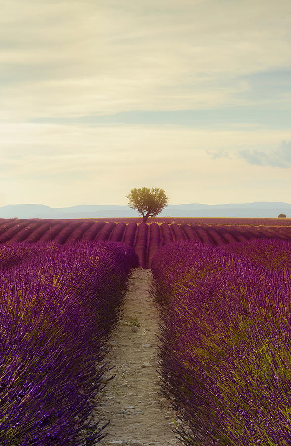 Lavender fields Photograph by Mirko Chessari