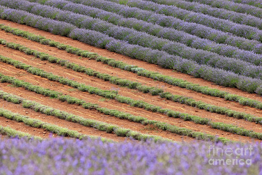 Lavender files background. Abstract detail of rows of cultivated Photograph by Jane Rix