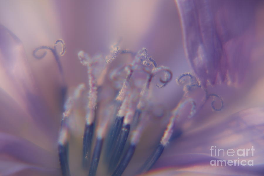  Lavender Flower Photograph by Ash Nirale