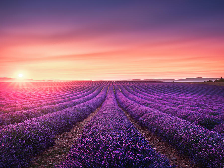 Lavender fields at sunset. Photograph by Stefano Orazzini