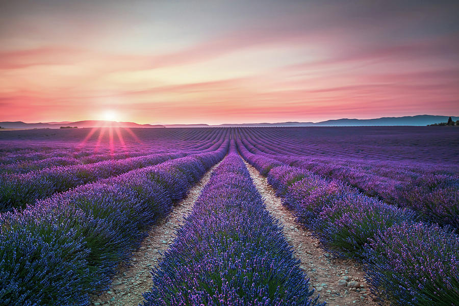 Lavender flower blooming fields endless rows on sunset. Valensol ...