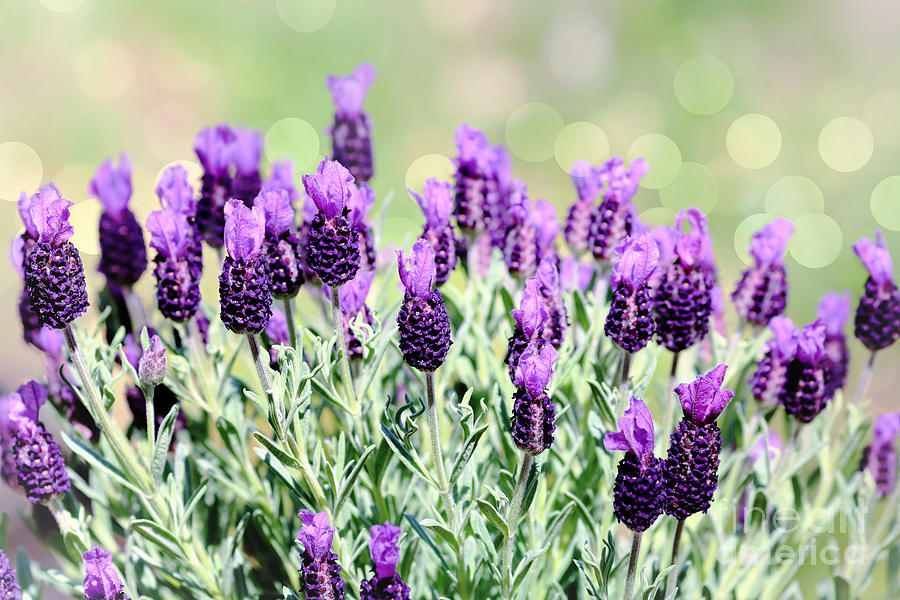 Lavender Flower Buds And Bokeh Photograph