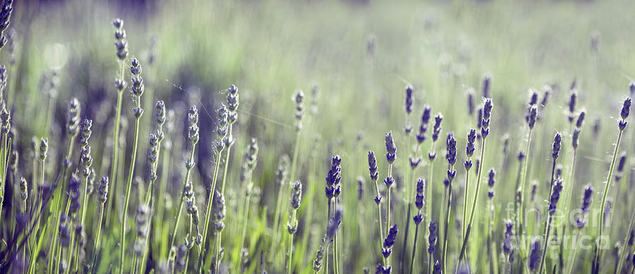 Lavender flower in field Photograph by Jelena Jovanovic