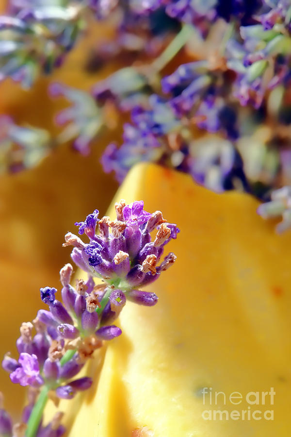 Lavender Flowers and Aromatherapy Natural Soap  Photograph by Olivier Le Queinec