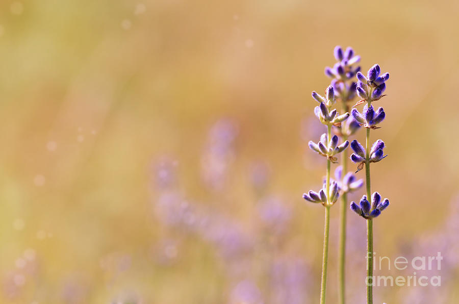 Lavender flowers bloom summer time with copyspace Photograph by Olena