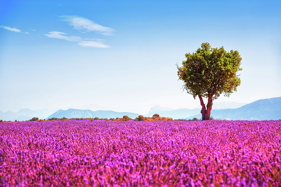 Lavender flowers field and lonely tree. Provence, France. Photograph by Stefano Orazzini