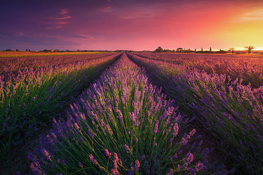 Lavender flowers fields and beautiful sunset. Cecina, Tuscany Photograph by Stefano Orazzini