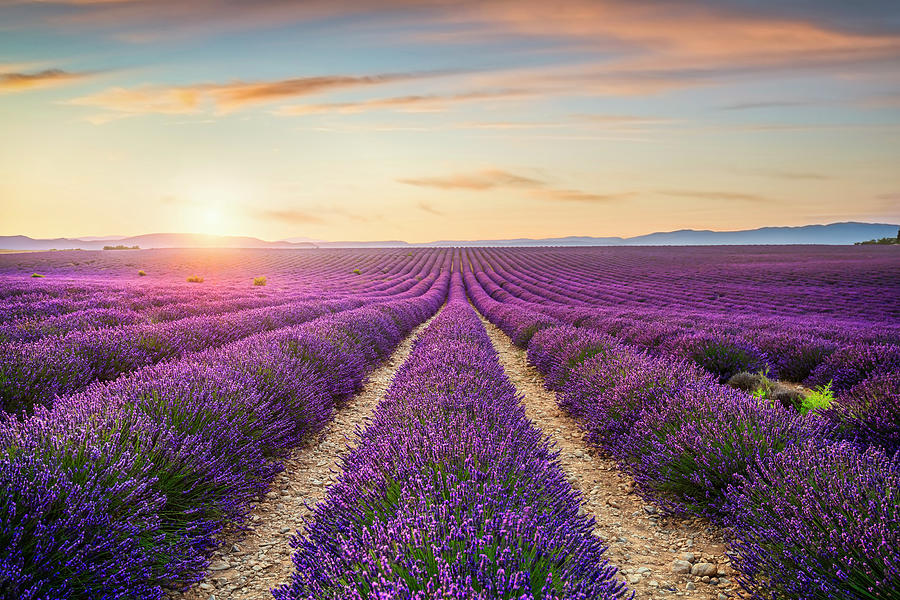 Lavender flowers fields at sunset. Provence, France Photograph by Stefano Orazzini