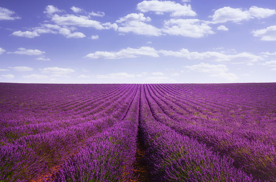 Lavender flowers fields. Provence, France Photograph by Stefano Orazzini