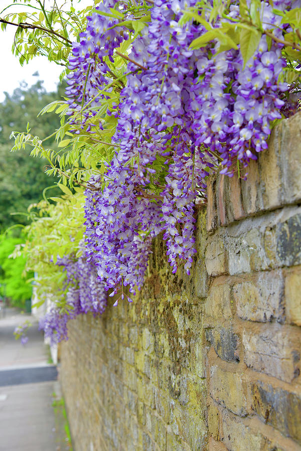 Lavender flowers in full bloom over garden wall Photograph by Renita Colaco - Pixels
