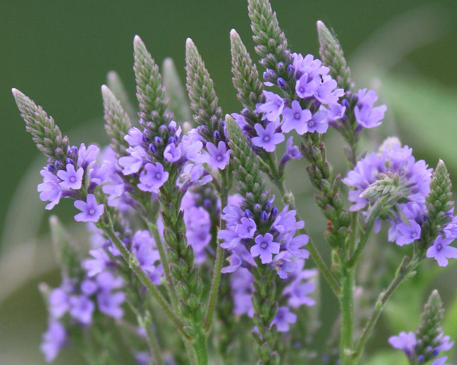 Lavender Flowers Photograph by Linda Waldo - Fine Art America