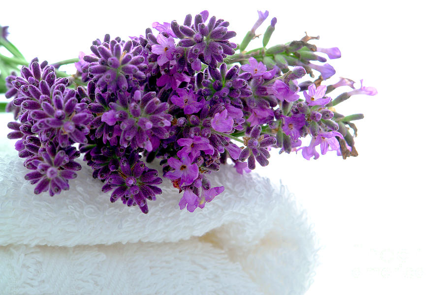Flowers Still Life Photograph - Lavender Flowers on White Bath Towel in a Spa by Olivier Le Queinec