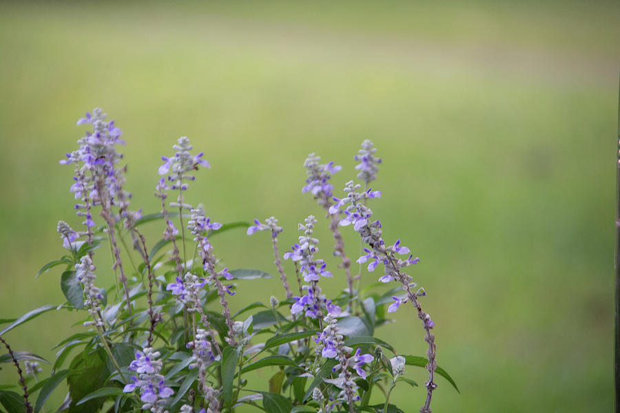 Lavender Flowers Photograph by Pamela Williams