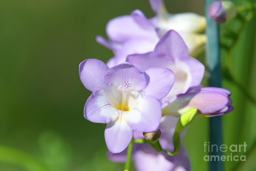 Lavender Freesias, 1 Photograph by Glenn Franco Simmons