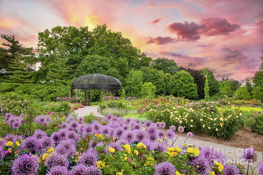 Lavender Garden Photograph by Marilyn Cornwell
