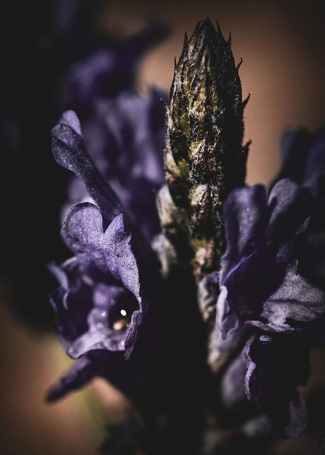 Lavender Haze Photograph by Bonny Puckett