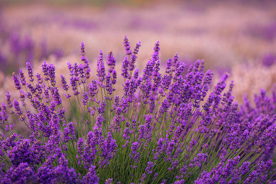 Lavender Haze II Photograph by Ryan Heffron