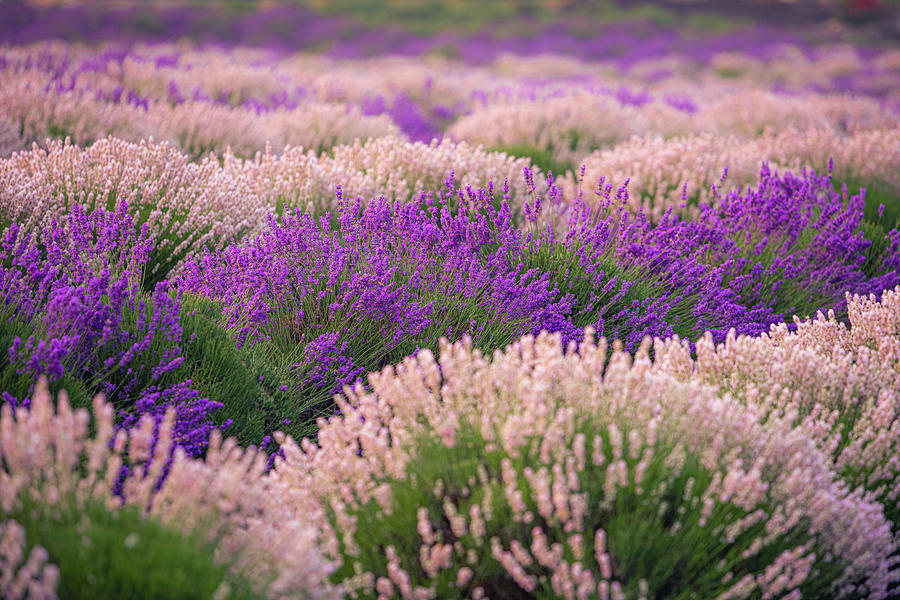 Lavender Life Sunrise III Photograph by Ryan Heffron
