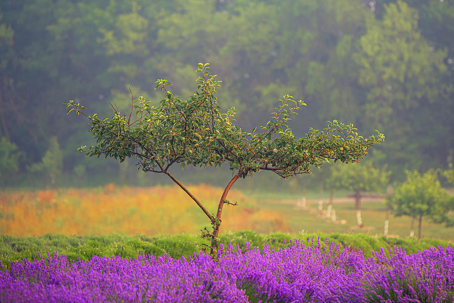 Lavender Haze VI Photograph by Ryan Heffron