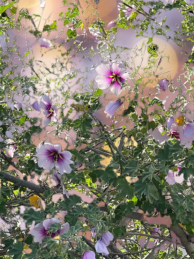 Lavender Hibiscus with bokeh background  Digital Art by Kathleen Boyles