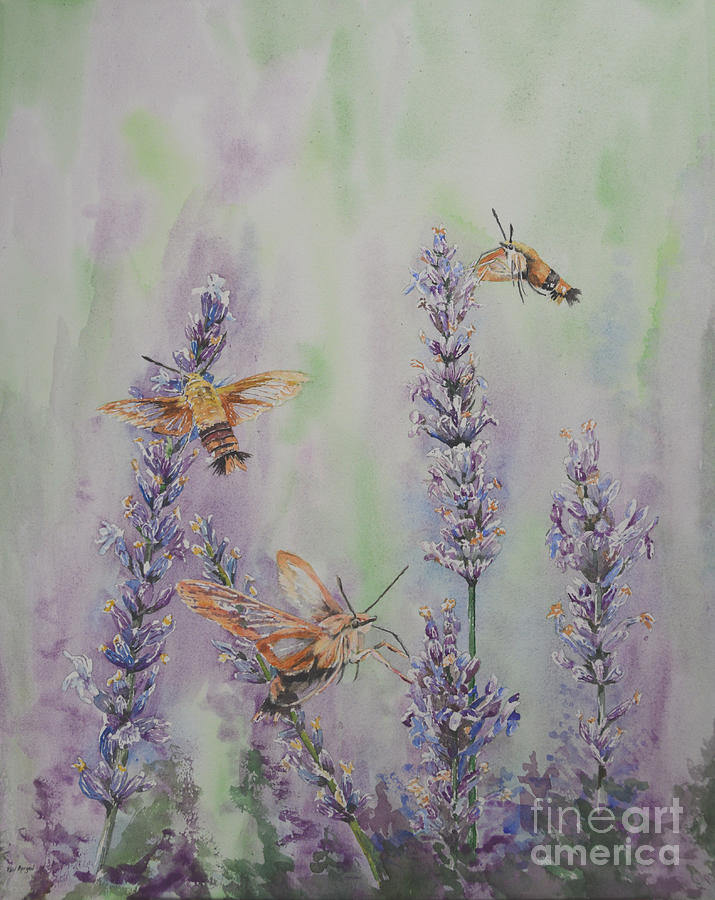 Lavender Hummingbird Moths  Painting by Bev Morgan