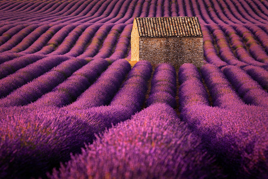 Flower Photograph - Lavender hut by Piotr Skrzypiec