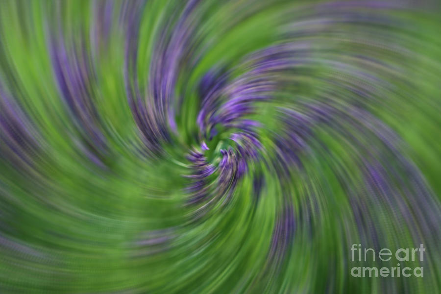 Lavender in a Swirl Photograph by Rachel Cohen