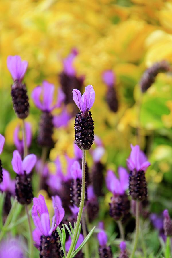 Lavender in Daffodils Photograph by Pauline Darrow Pixels